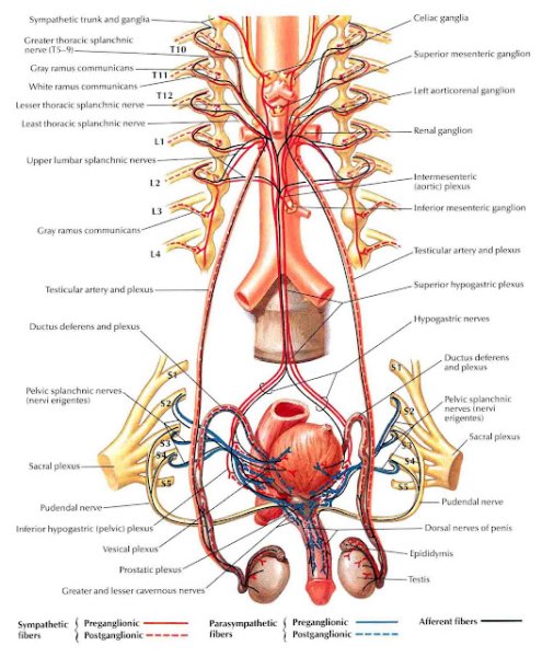 Фрэнк Неттер анатомия 3093