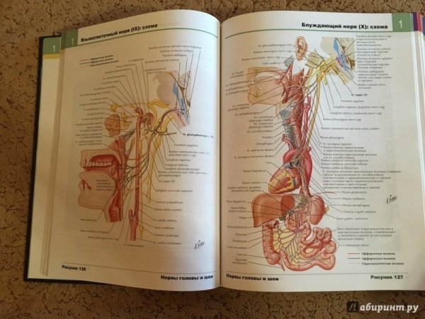 Атлас человека Неттер 3