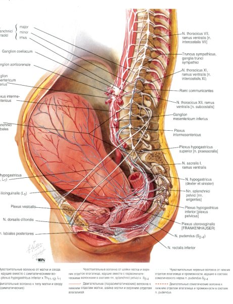 Кардиология с иллюстрациями Неттера