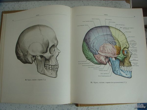 Атлас анатомии Синельников череп