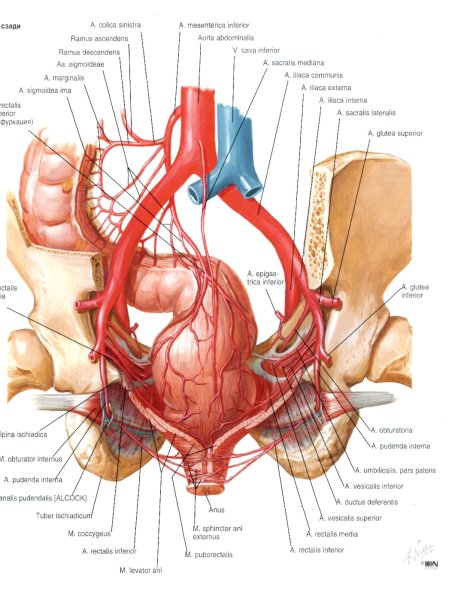 Анатомический атлас Фрэнк Неттер