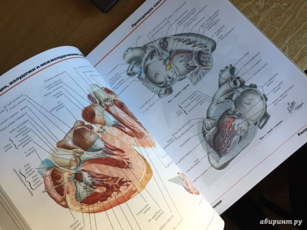 Фрэнк Неттер анатомия 3093