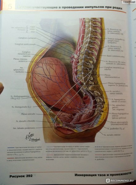 Неттер атлас таза нервы