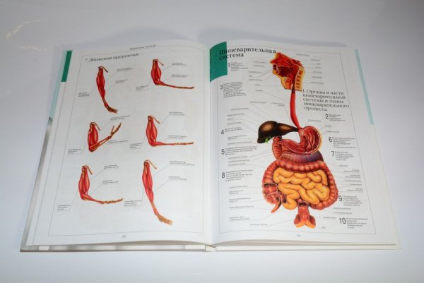 Анатомия Неттера