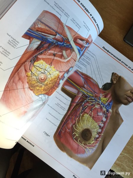 Неттер ф атлас анатомии