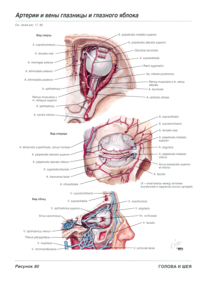 Plexus lumbalis анатомия