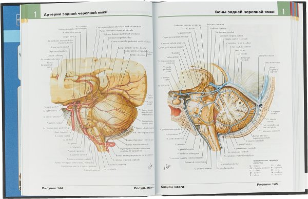 Анатомия брюшной полости Толстого кишечника человека