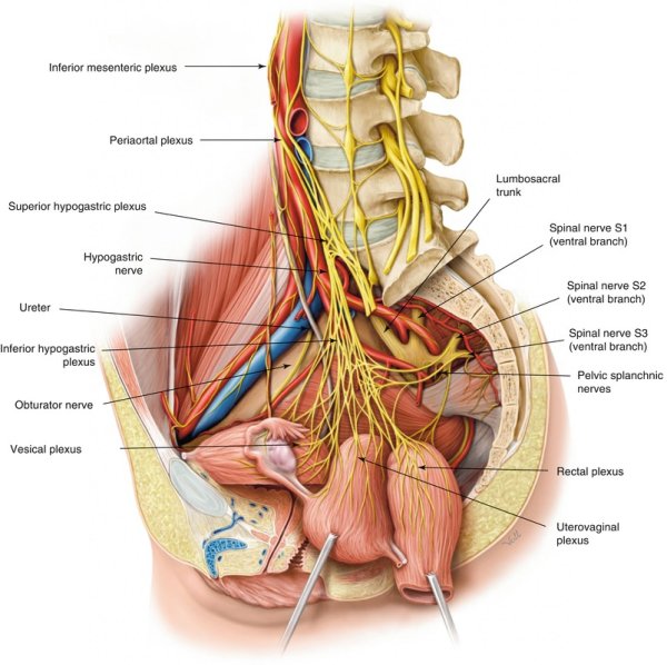 Симпатический ствол и блуждающий нерв