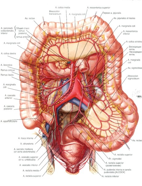 Анатомия Неттера атлас- Раскрашенная мышцы