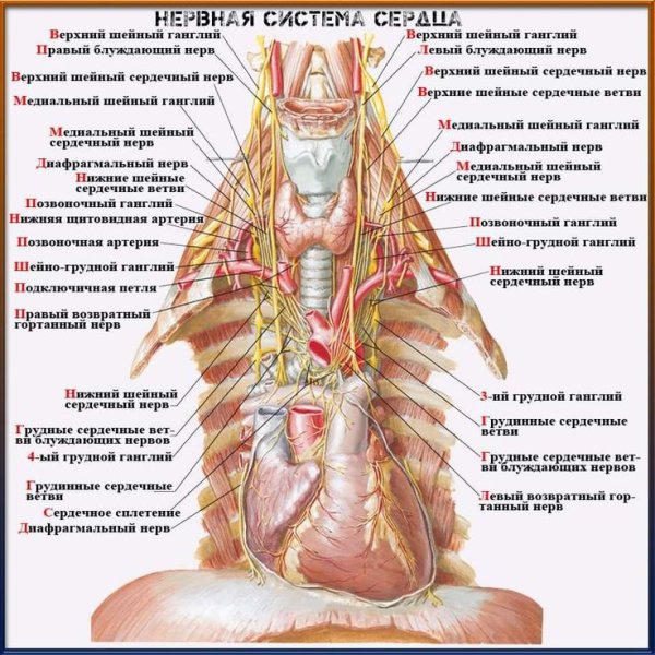 Атлас Неттера по анатомии 2 издание