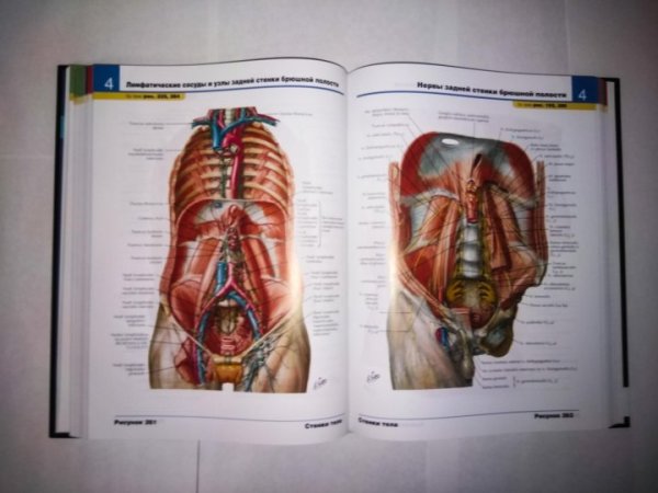 Медицинские иллюстрации анатомия