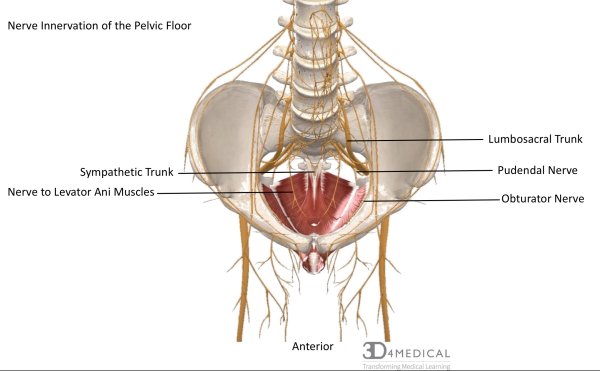 Анатомия рисунки студентов