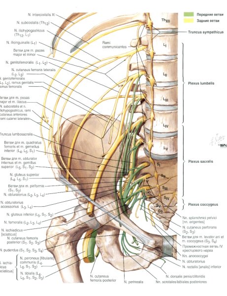 Иннервация нервов позвоночника схема