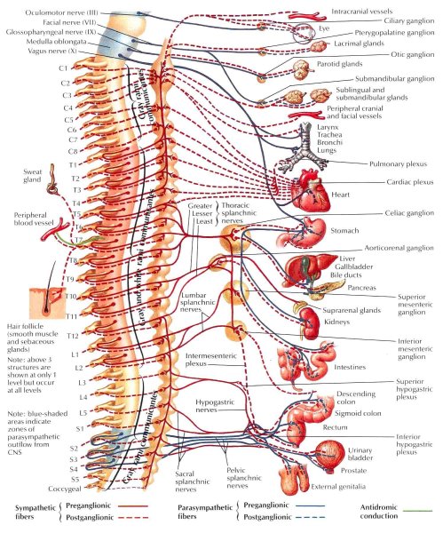 Синтопия сосудов средостения топографическая анатомия
