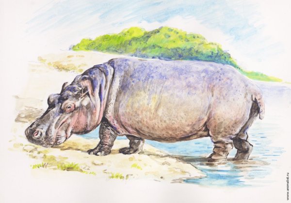 Нарисовать гиппопотама