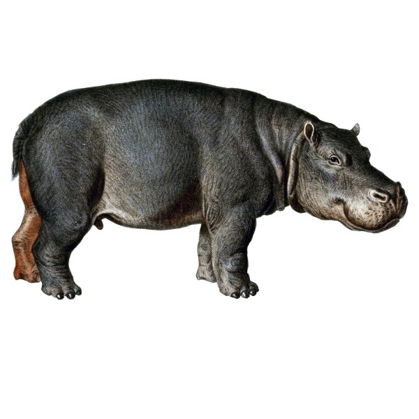 Гиппопотам рисунок