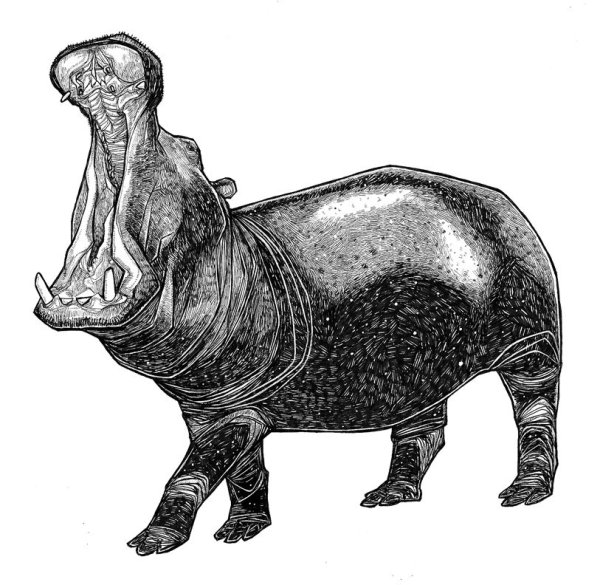 Hippopotamus gorgops