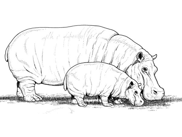 Бегемот раскраска для детей