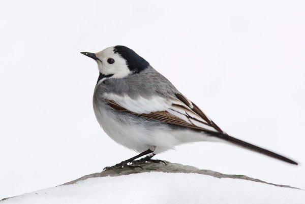 Трясогузка на белом фоне