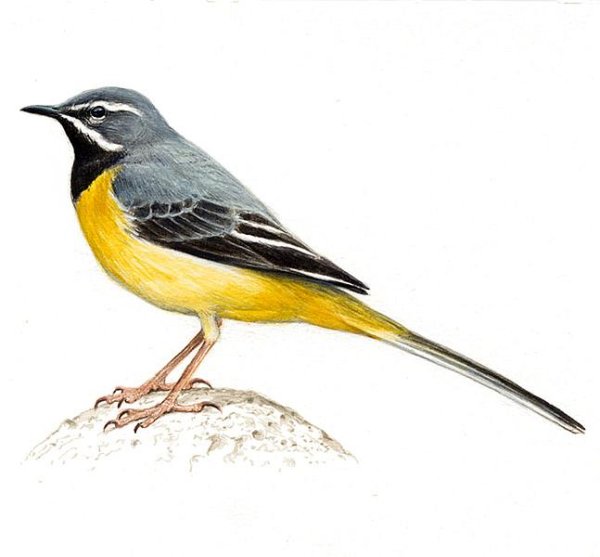 Желтая трясогузка рисунок
