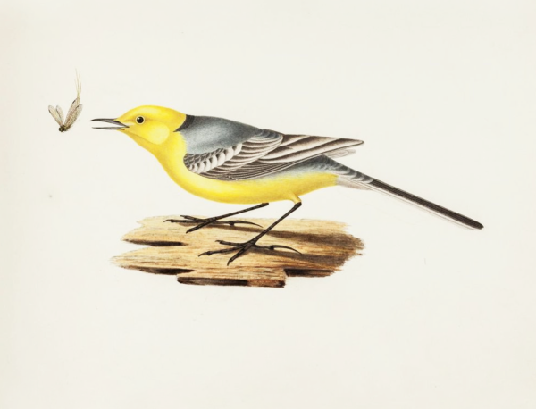 Трясогузка для детей на прозрачном фоне