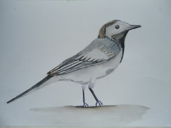 Нарисовать трясогузку