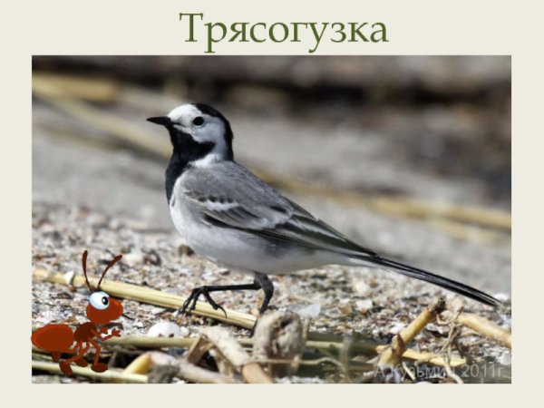 Трясогузка для детей