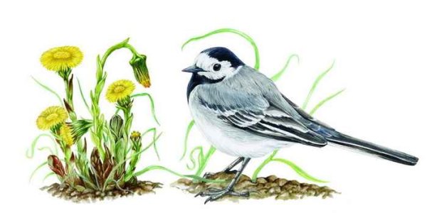 Трясогузка иллюстрация