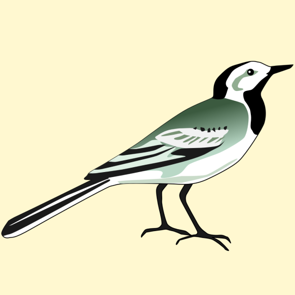 Трясогузка карандашом