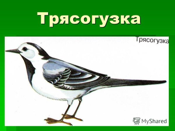 Трясогузка Перелетная птица