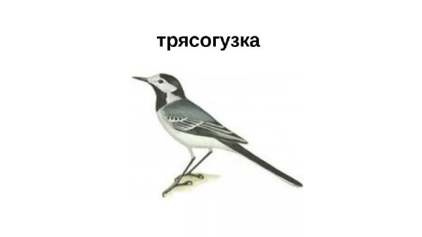 Трясогузка Перелетная птица