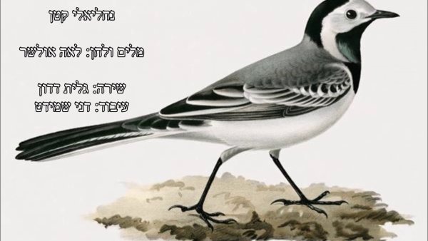 Трясогузка контур