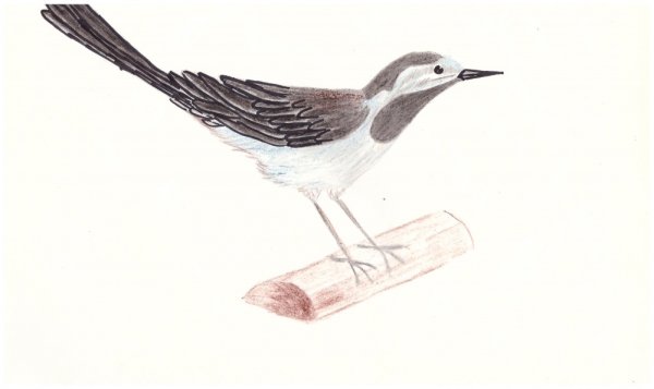 Трясогузка пришвин