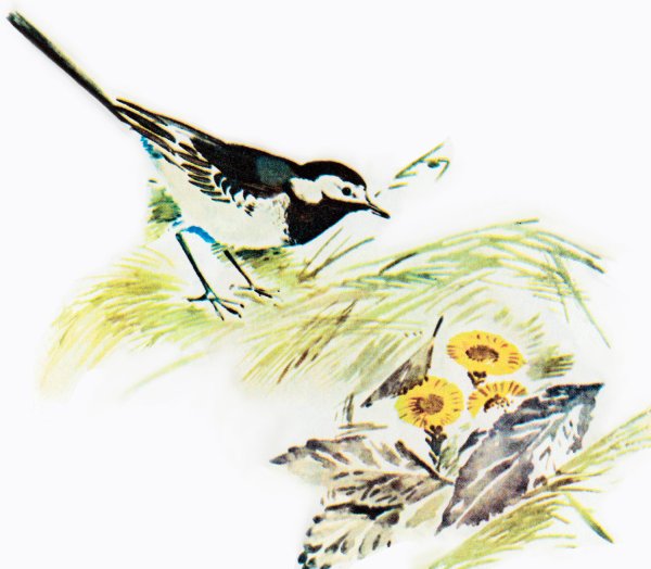 Трясогузка пришвин иллюстрации