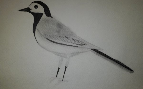 Рисование трясогузки