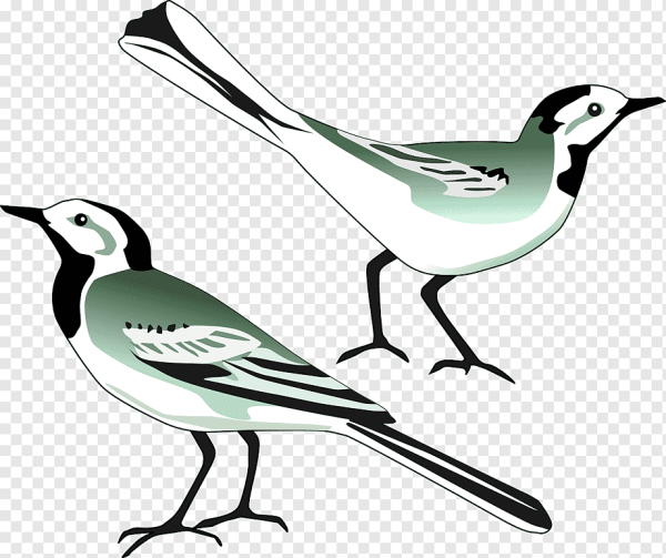 Векторные изображения птиц