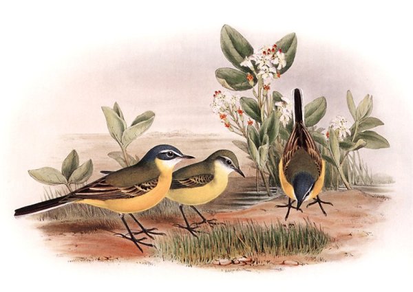 Трясогузка Джона Гульда