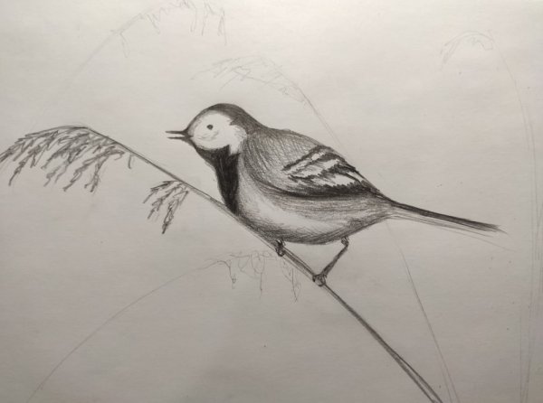 Трясогузка птица рисунок