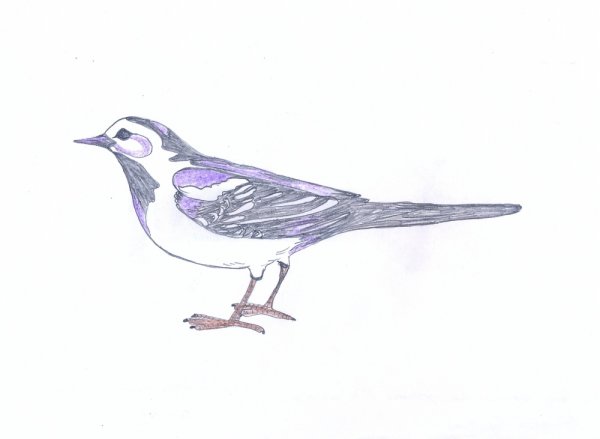 Трясогузка контур