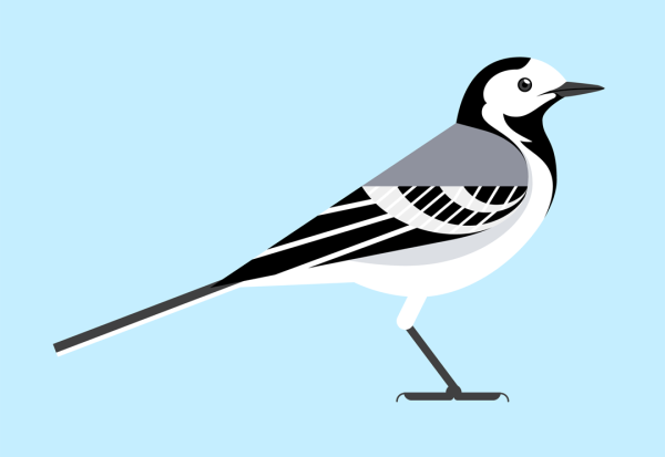 Белая трясогузка