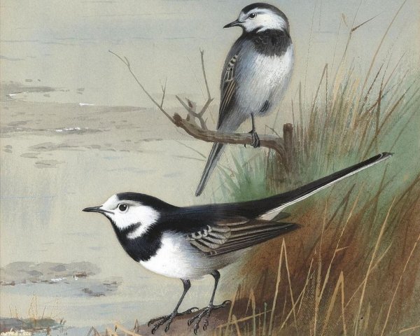 Трясогузка акварель