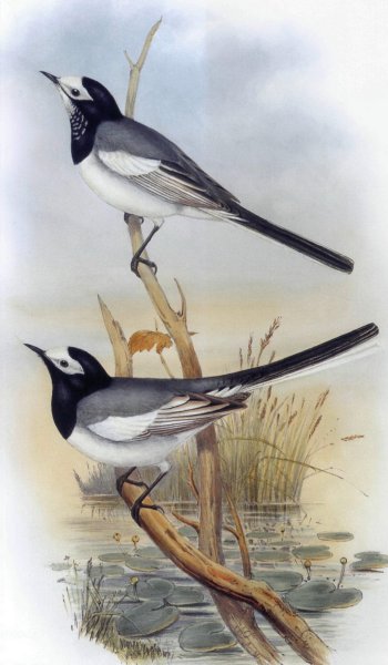 Трясогузка Перелетная птица