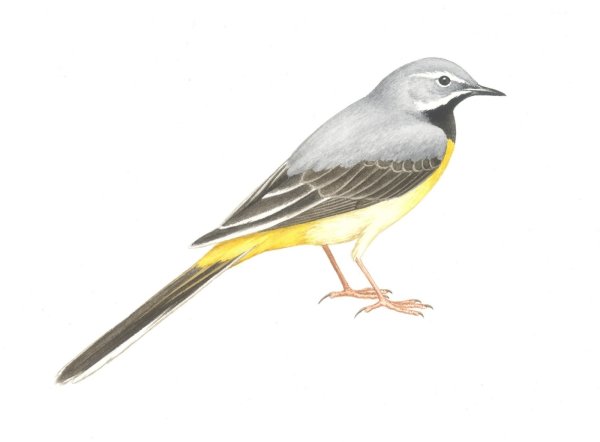 Рисование трясогузки