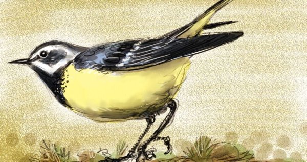 Трясогузка акварель