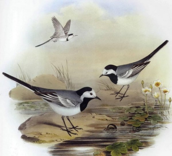 Белая трясогузка раскраска