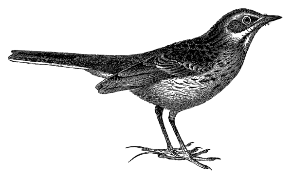 Трясогузка Перелетная птица