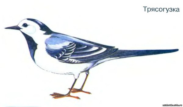 Трясогузка карточка для детей