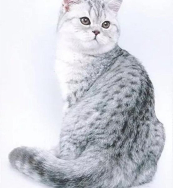 Британская шиншилла вискас