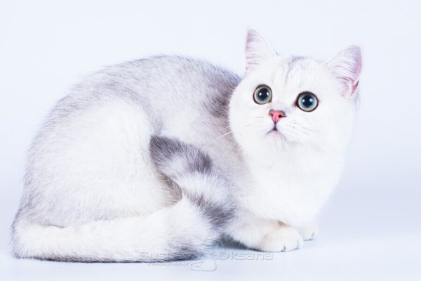 Британская шиншилла серебристая затушеванная