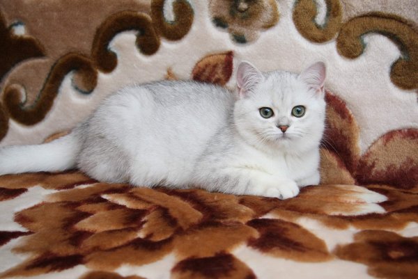 Британцы с белыми пятнами